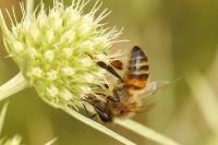 Apis mellifera