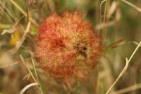 Diplolepis rosae
