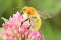 Bombus pascuorum