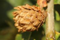 Andricus fecundatrix