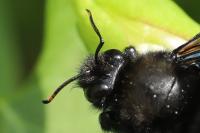 Xylocopa violacea