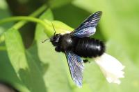 Xylocopa violacea