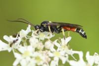 Ctenichneumon panzeri