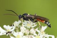 Ctenichneumon panzeri