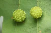Cynips quercusfolii