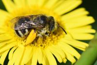 Tetralonia alticincta