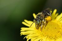 Tetralonia alticincta
