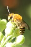 Colletes hederae