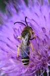 Halictus scabiosae