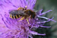 Halictus scabiosae