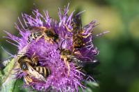 Halictus scabiosae