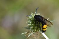 Scolia hirta