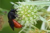 Sphecodes albilabris