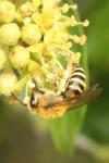Colletes hederae