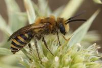 Colletes hederae