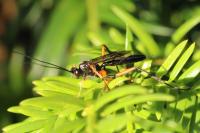 Exetastes calobatus