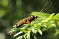 Exetastes calobatus