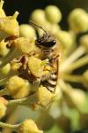 Colletes hederae