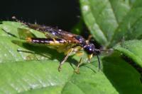 Tenthredo temula