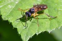 Tenthredo temula