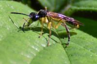 Tenthredo temula