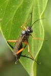 Exetastes calobatus