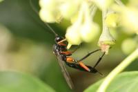Exetastes calobatus