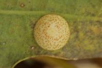 Neuroterus quercusbaccarum