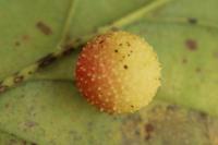 Cynips quercusfolii
