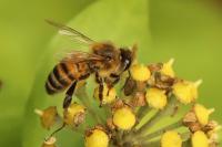 Apis mellifera