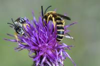 Halictus scabiosae