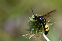 Scolia hirta