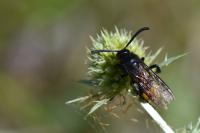 Scolia hirta