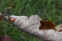 Neuroterus quercusbaccarum