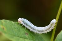 Monostegia abdominalis