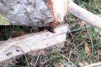 Vespa velutina