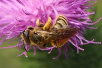 Halictus scabiosae