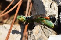 Ammophila sabulosa