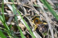Colletes hederae