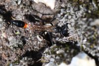Ammophila sabulosa