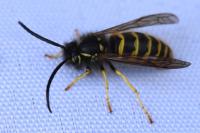 Vespula vulgaris
