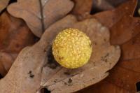Cynips quercusfolii