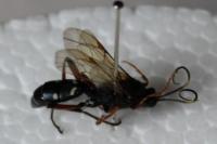 Diphyus quadripunctorius