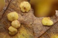 Neuroterus quercusbaccarum