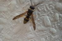 Ancistrocerus nigricornis