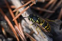 Vespula germanica