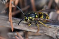Vespula germanica