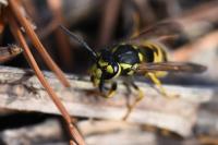 Vespula germanica