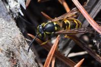 Vespula germanica