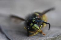 Vespula vulgaris